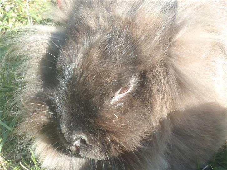 Kanin - løvehoved Pjuske R.I.P. - smukke i solskinsvejeret :) billede 10