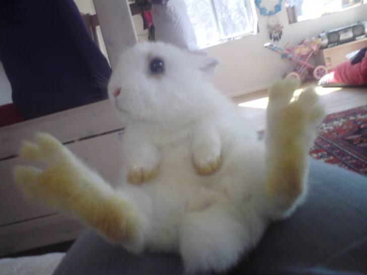 Kanin Nala | prinsessen | - Spasser ud?(: billede 1