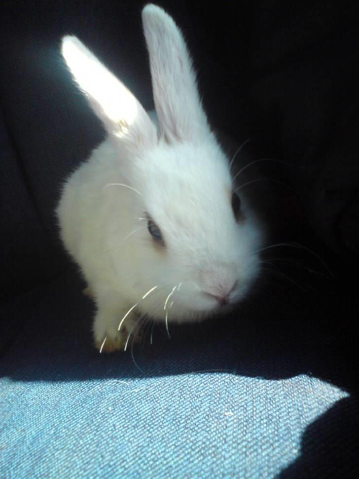 Kanin Nala | prinsessen | - Lille Nale :) billede 2
