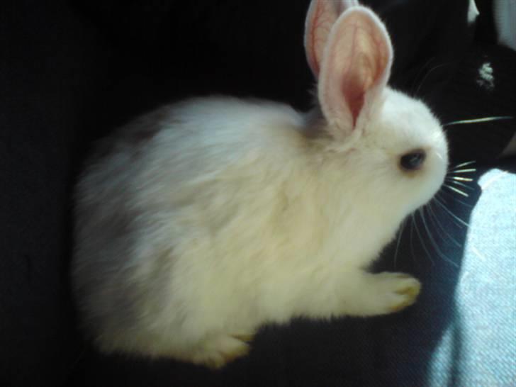 Kanin Nala | prinsessen | - :* billede 3