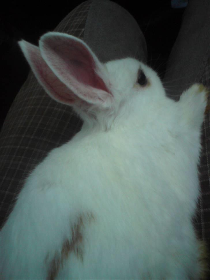 Kanin Nala | prinsessen | - Lille baby :) billede 4