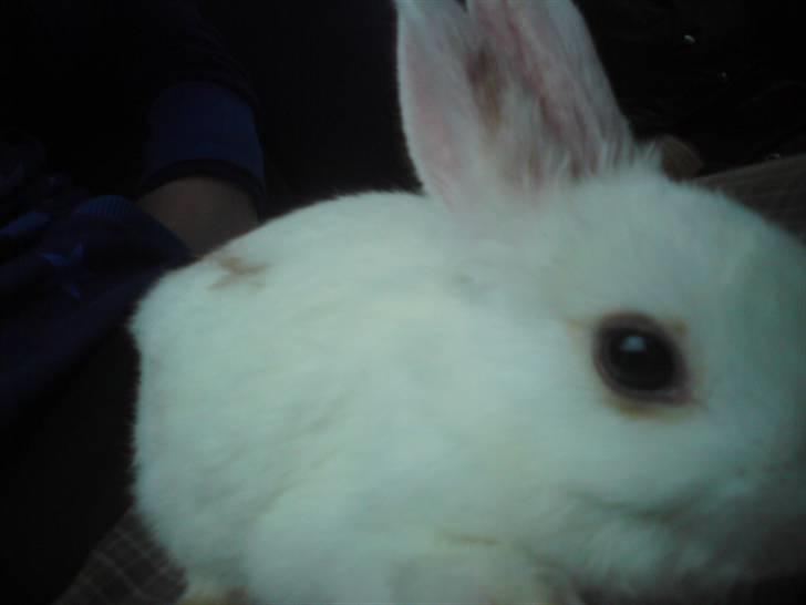 Kanin Nala | prinsessen | billede 5