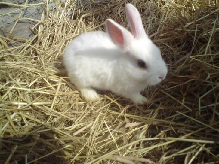 Kanin Nala | prinsessen | - I løbegård (: billede 6