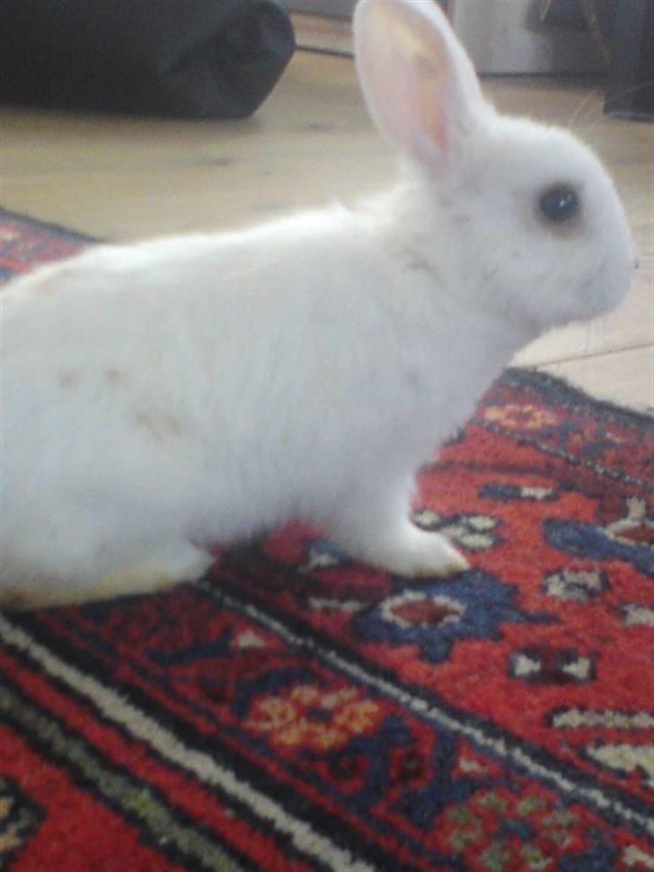 Kanin Nala | prinsessen | billede 7