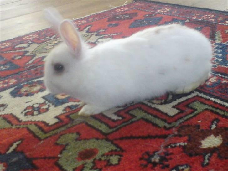 Kanin Nala | prinsessen | billede 8