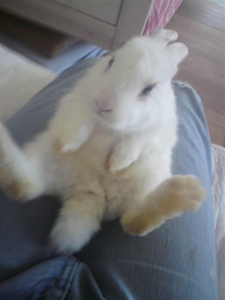Kanin Nala | prinsessen | - Spasser ud?(: billede 9