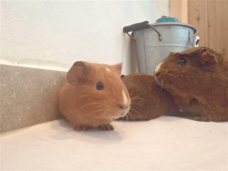 Marsvin holly <3 miin :D billede 1