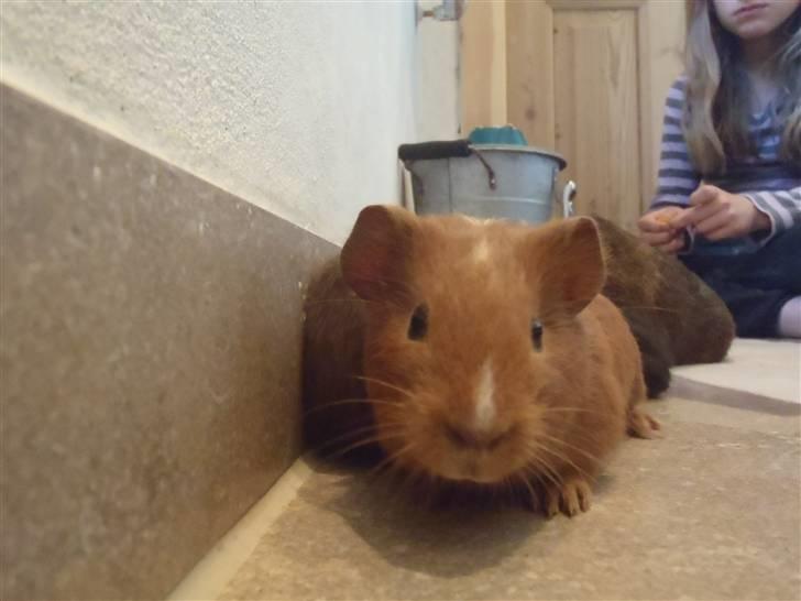 Marsvin holly <3 miin :D billede 2