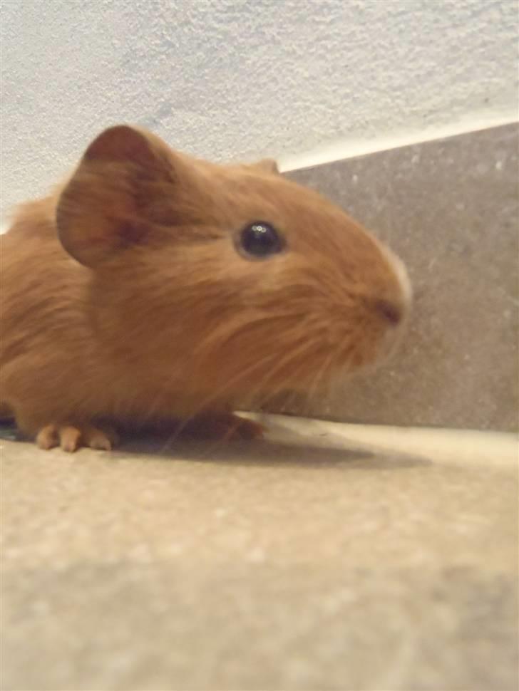 Marsvin holly <3 miin :D billede 3