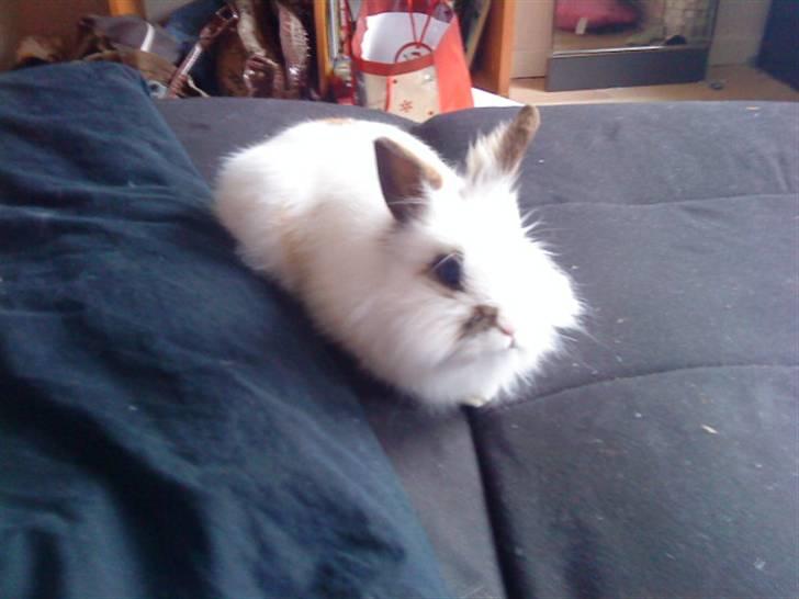 Kanin Guldmann's Sheba billede 6