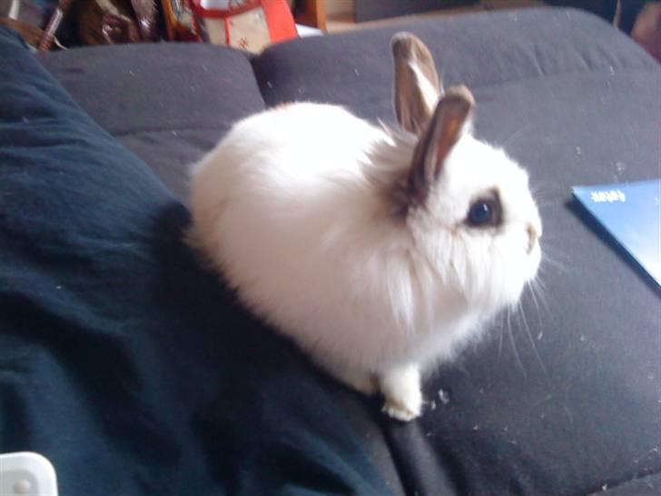 Kanin Guldmann's Sheba billede 7