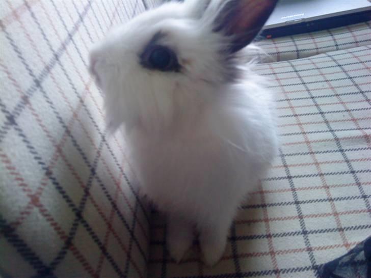 Kanin Guldmann's Sheba billede 8