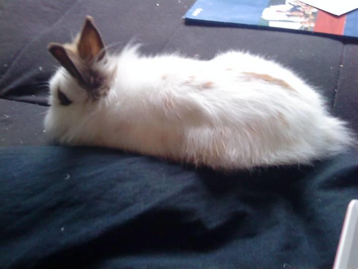 Kanin Guldmann's Sheba billede 9