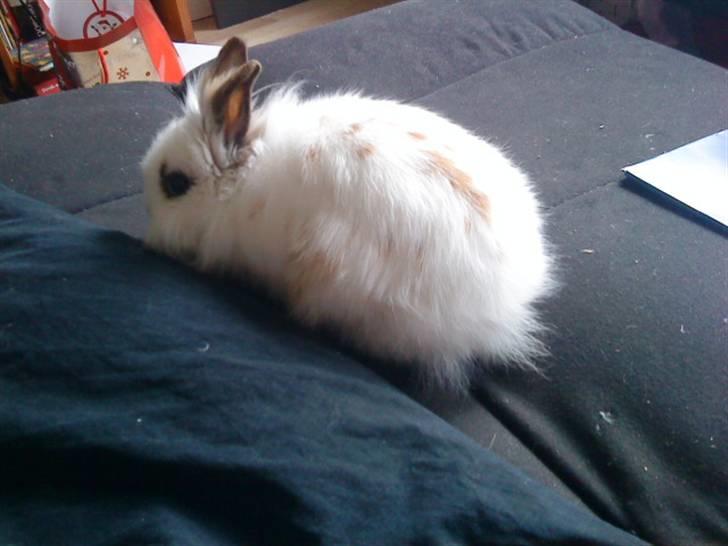 Kanin Guldmann's Sheba billede 10