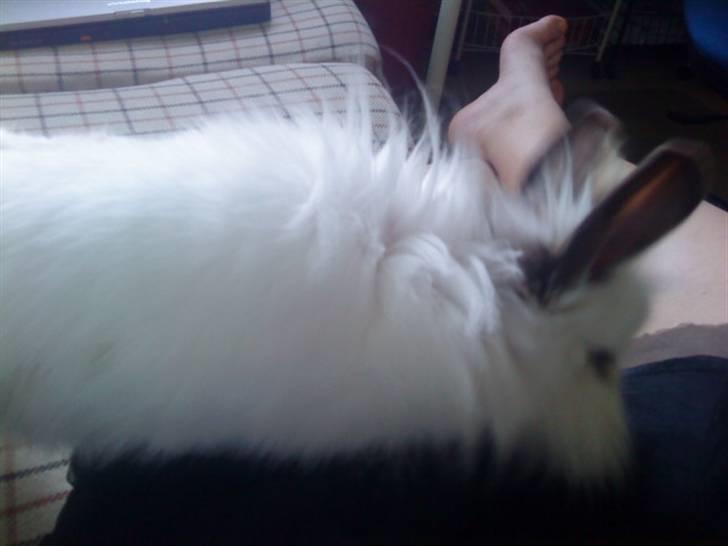 Kanin Guldmann's Sheba billede 11