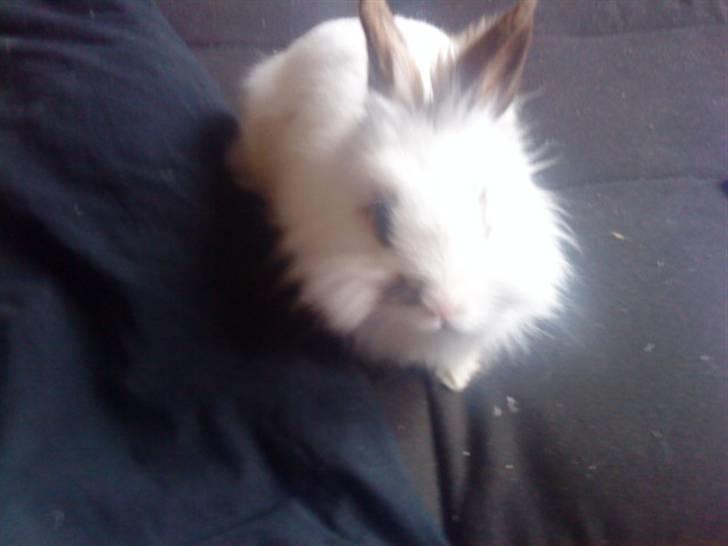 Kanin Guldmann's Sheba billede 12