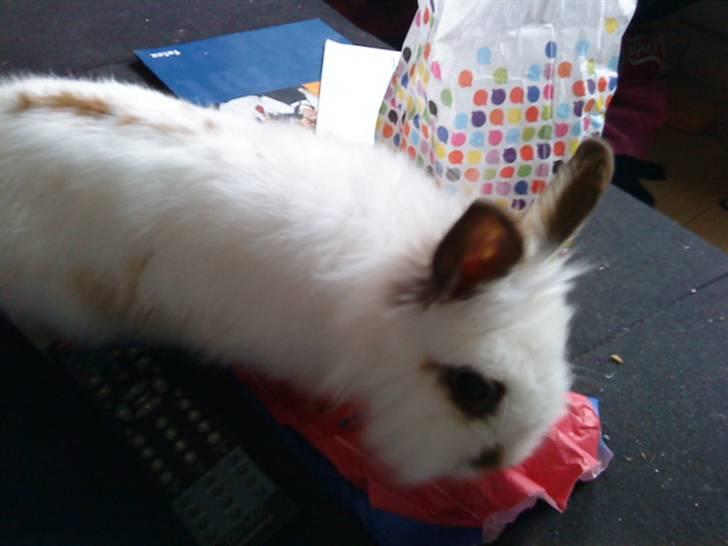 Kanin Guldmann's Sheba billede 13