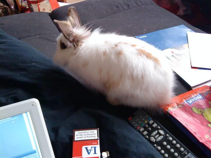 Kanin Guldmann's Sheba billede 14