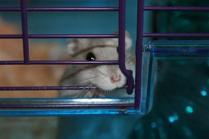 Dværghamster Muddie - givet væk *RIP* billede 9