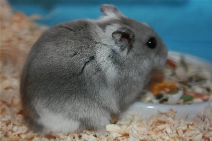 Dværghamster Muddie - givet væk *RIP* billede 10