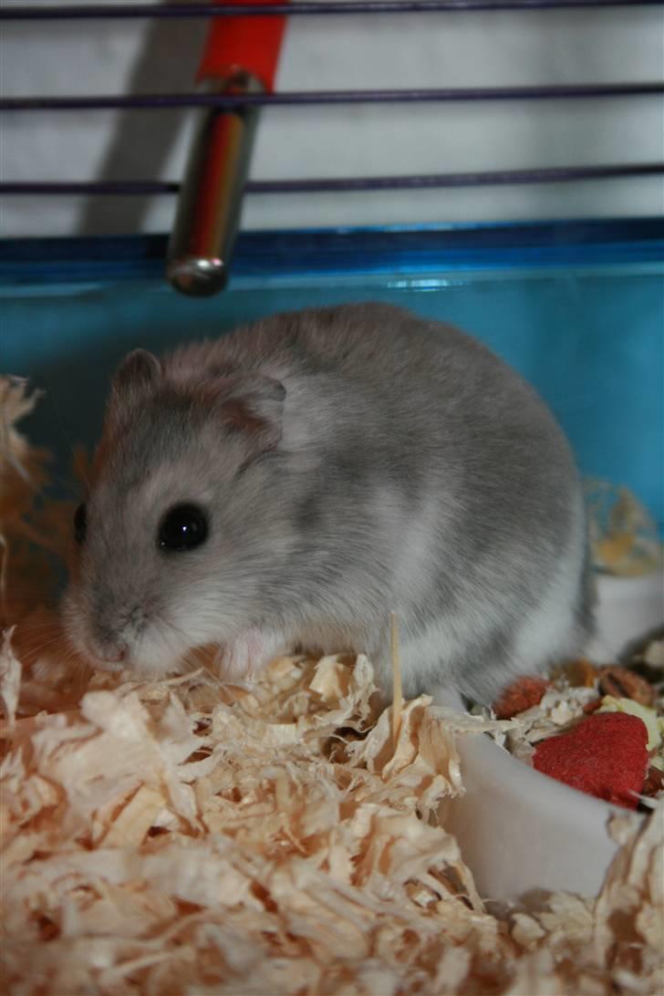 Dværghamster Muddie - givet væk *RIP* billede 11