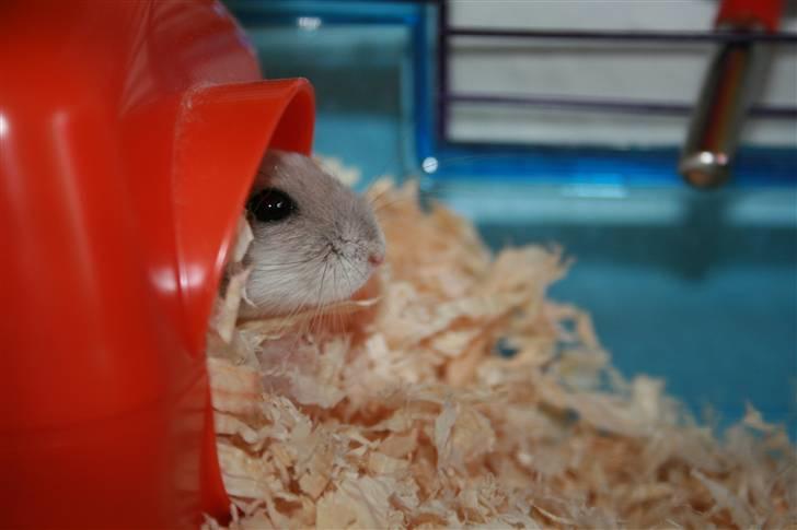 Dværghamster Muddie - givet væk *RIP* billede 12