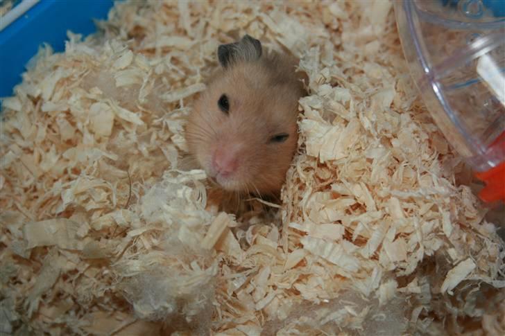 Hamster Hamtaro *RIP 8/11-2010* billede 11