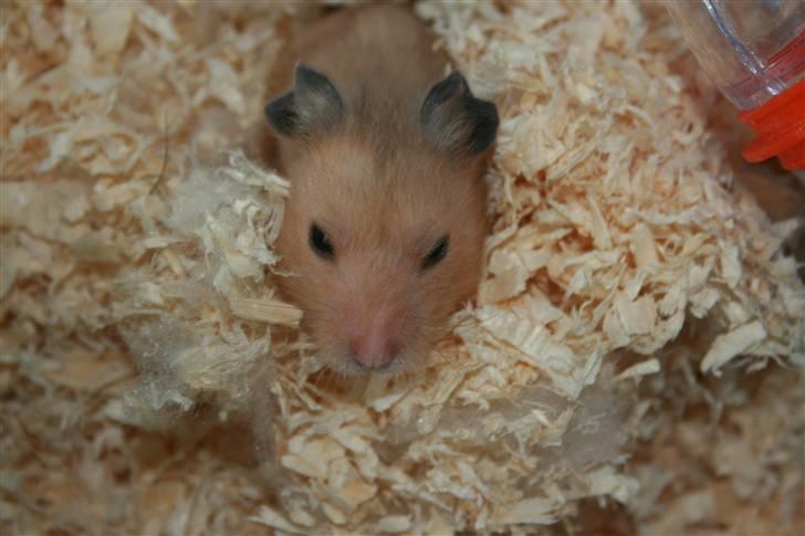 Hamster Hamtaro *RIP 8/11-2010* billede 12