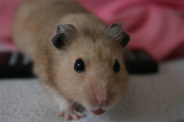 Hamster Hamtaro *RIP 8/11-2010* billede 13