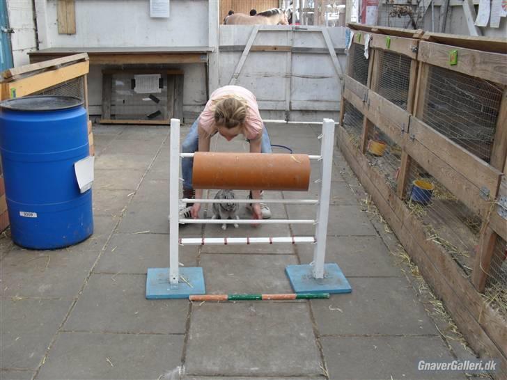 Kanin tøssen - spring foto:team black billede 9