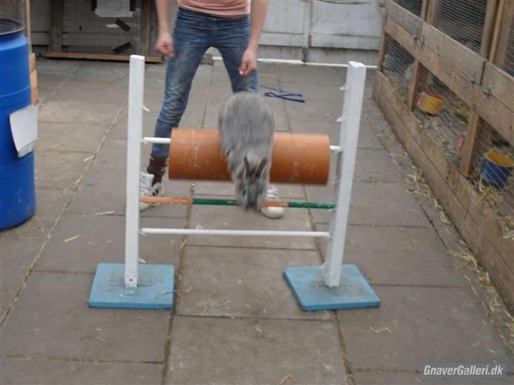 Kanin tøssen - spring hun er mester til det foto:team black billede 10