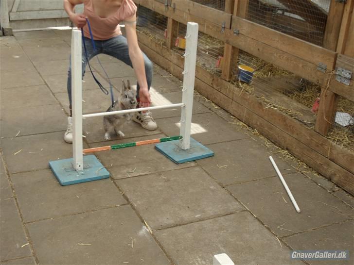 Kanin tøssen - spring smukke hop foto:team black billede 11