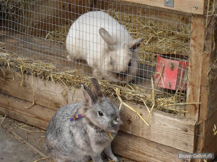 Kanin tøssen - nu er hun hene hos min beste vinenede s kanin nico foto:team black billede 12