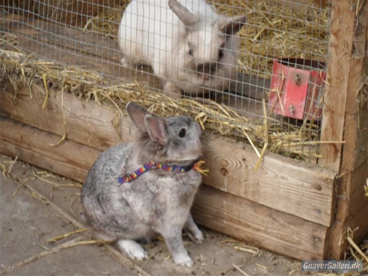 Kanin tøssen - her hende hos nico igen foto:team black billede 13