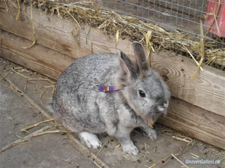 Kanin tøssen - samme foto:team black billede 14