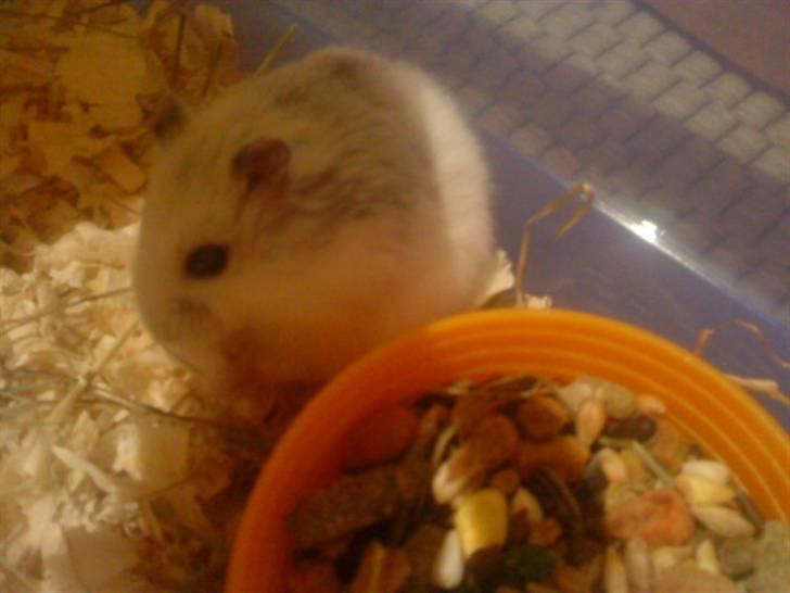 Dværghamster Rofus Aim R.i.p 13/10:( - Velkommen til Rofus Aim´s Profil:) smid gerne en kommentar:) billede 1