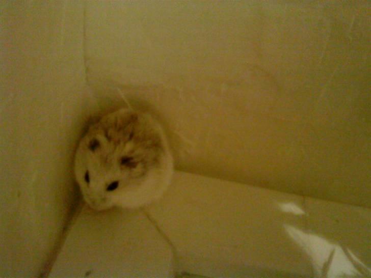 Dværghamster Rofus Aim R.i.p 13/10:( - Sidder lige på køkken bordet:) billede 2