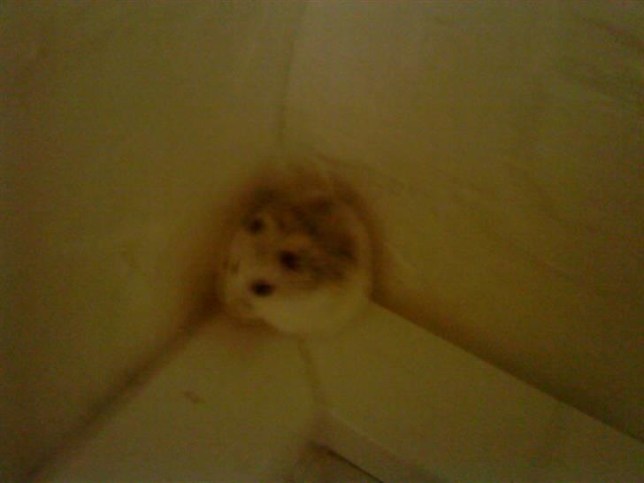 Dværghamster Rofus Aim R.i.p 13/10:( - Vil ikk i buret;) billede 3