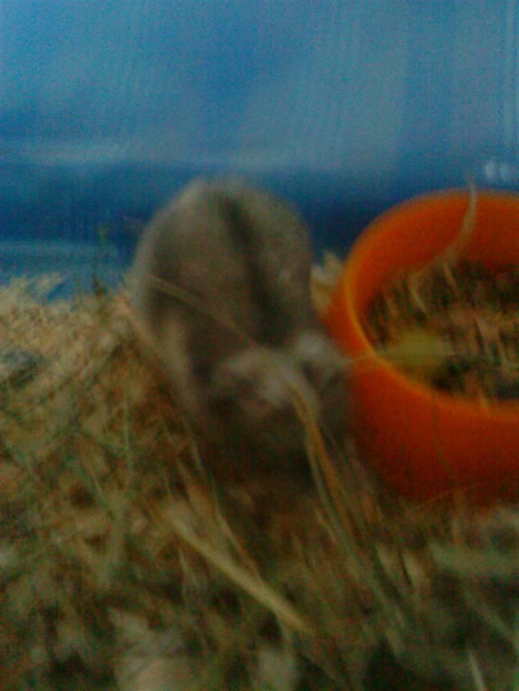 Dværghamster Rofus Aim R.i.p 13/10:( - Løb bliver folgaferet billede 4