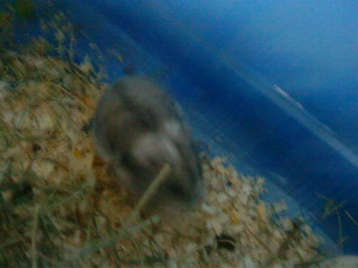 Dværghamster Rofus Aim R.i.p 13/10:( - tar mig en løbe tur<3 Lover der kommer flere billeder billede 5