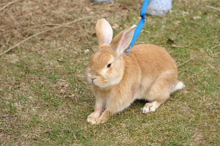 Kanin Shine my Sonny billede 7