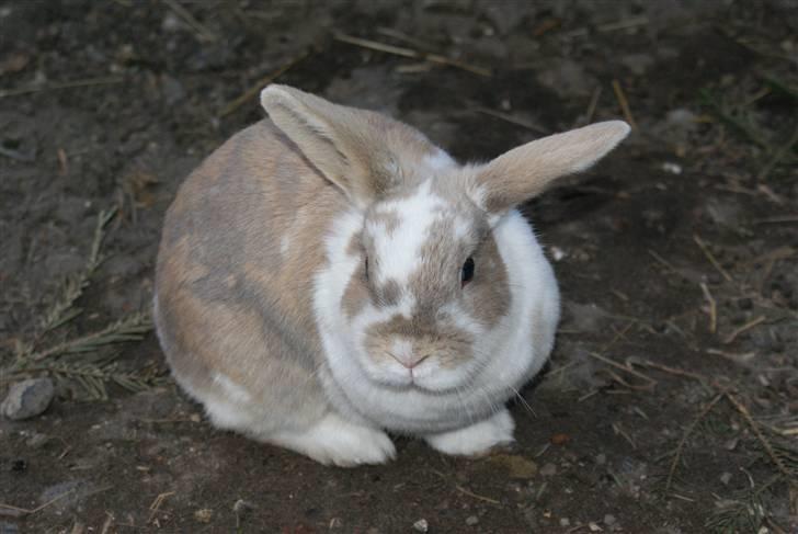 Kanin | † Ziggy's Liv R.I.P. billede 7