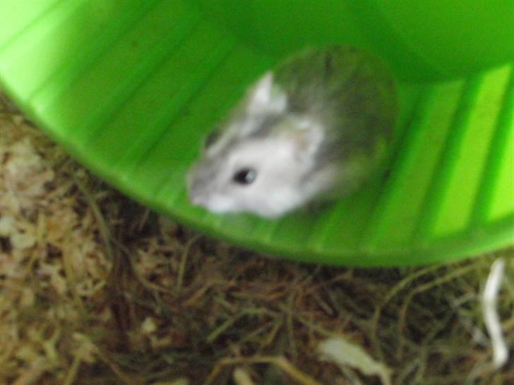Dværghamster Biancha billede 1