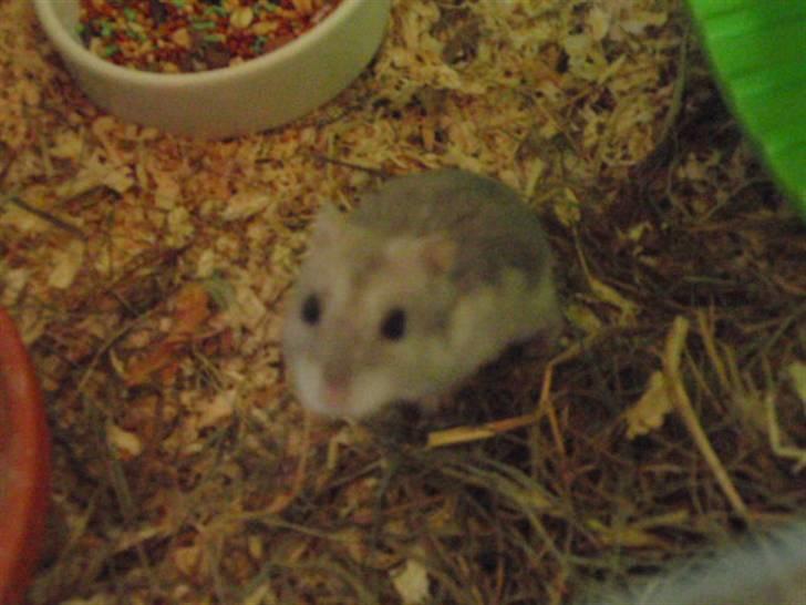 Dværghamster Biancha billede 2