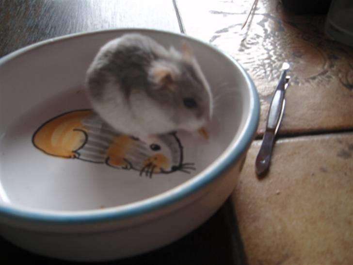 Dværghamster Biancha - Jeg elsker melorme billede 3