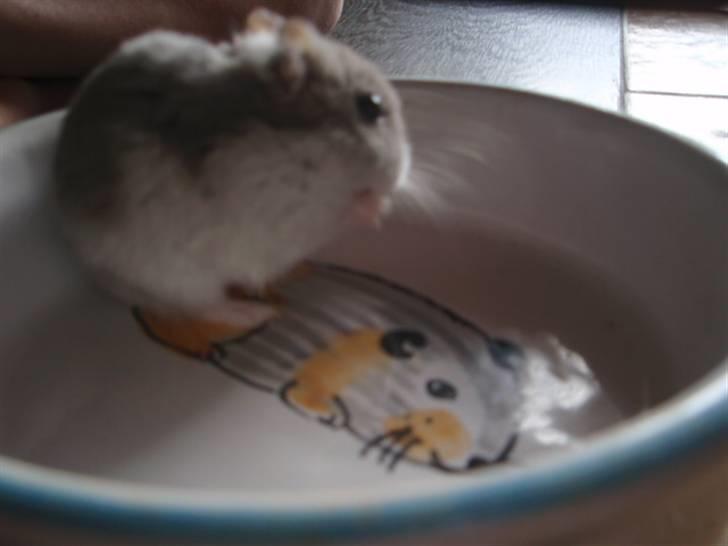 Dværghamster Biancha billede 4