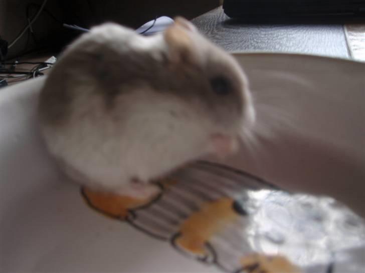 Dværghamster Biancha billede 5