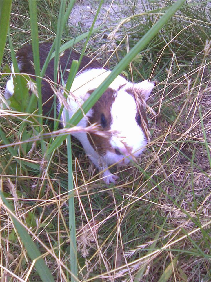 Marsvin Pølse billede 1