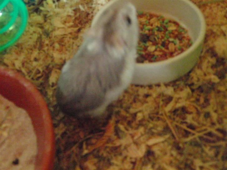 Dværghamster Biancha billede 6