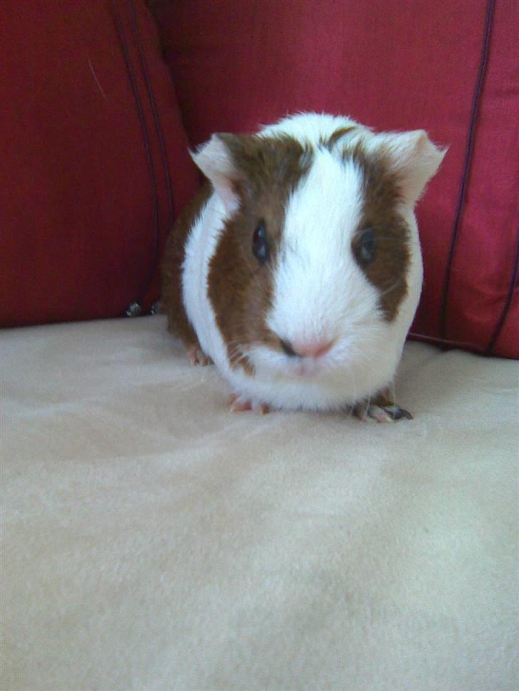 Marsvin Pølse billede 2